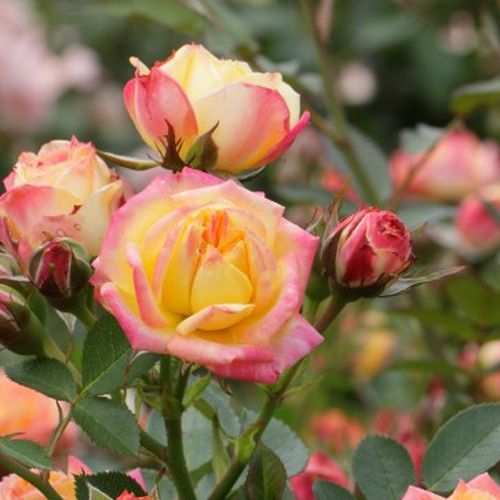 Rosa Little Sunset ® - galben - roșu - Trandafir copac cu trunchi înalt - cu flori mărunți - coroană compactă